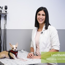 Comment administrer de la médication orale à votre animal